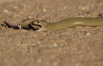 King Brown Snake (Pseudechis australis) feeding on snake, Boulia, Queensland, Australia