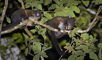 Lemur-like Ringtail (Hemibelideus lemuroides) pair in tree at night, Mount Hypipamee National Park, Queensland, Australia