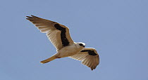 Letter-winged Kite (Elanus scriptus) flying, Diamantina National Park, Queensland, Australia