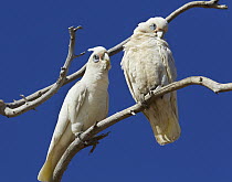 Little Corella (Cacatua sanguinea) pair, Eyre Creek, Birdsville, Queensland, Australia
