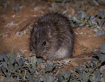 Long-haired Rat (Rattus villosissimus) feeding on vegetation at night, Diamantina National Park, Queensland, Australia