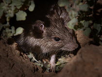 Long-haired Rat (Rattus villosissimus) in tunnel path at night, Diamantina National Park, Queensland, Australia