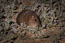 Long-haired Rat (Rattus villosissimus) feeding at night, Diamantina National Park, Queensland, Australia