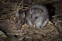 Long-haired Rat (Rattus villosissimus) pair feeding at night, Diamantina National Park, Queensland, Australia