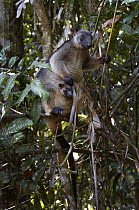 Lumholtz's Tree-kangaroo (Dendrolagus lumholtzi) mother with joey in pouch, Malanda, Queensland, Australia