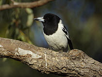 Pied Butcherbird (Cracticus nigrogularis), Boulia, Queensland, Australia