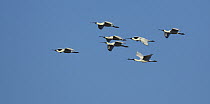 Royal Spoonbill (Platalea regia) flock flying, Eyre Creek, Birdsville, Queensland, Australia