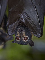 Spectacled Flying Fox (Pteropus conspicillatus) roosting, Atherton, Queensland, Australia