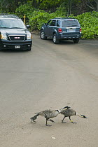 Nene (Branta sandvicensis) family crossing road with chick, Kauai, Hawaii