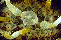 Sea Anemone (Phymanthus muscosus) mouth, Indonesia