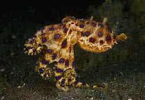 Greater Blue-ringed Octopus (Hapalochlaena lunulata), Indonesia