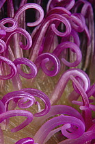 Sea anemone tentacles, Indonesia