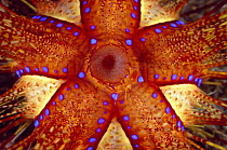 Fire Urchin (Asthenosoma varium) top view, Indonesia