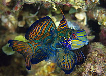 Mandarinfish (Synchiropus splendidus), Indonesia