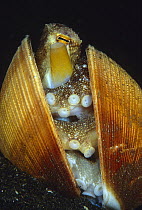 Veined Octopus (Octopus marginatus) in bi-valve shell, Indonesia