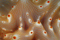 Nudibranch (Halgerda malesso) skin, Indonesia