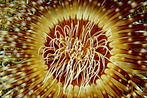 Tube-dwelling Anemone (Cerianthus sp) tentacles, Indonesia