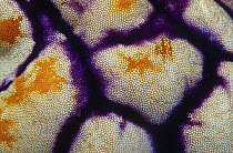 Ink-spot Ascidian (Polycarpa aurata) tunicate, Indonesia