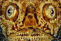 Stargazer (Uranoscopus sp) face showing eyes and teeth, Indonesia
