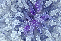 Beaded Sea Anemone (Heteractis aurora) tentacles, Indonesia