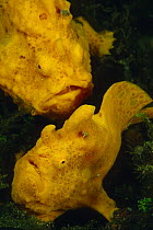 Painted Frogfish (Antennarius pictus) pair, Indonesia