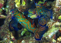 Mandarinfish (Synchiropus splendidus) pair, Indonesia
