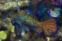 Mandarinfish (Synchiropus splendidus) pair, Indonesia