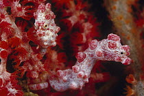 Pygmy Seahorse (Hippocampus bargibanti) pair on coral, Indonesia