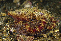 Octopus (Abdopus aculeatus) camouflaged on reef, Indonesia