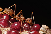Green Tree Ant (Oecophylla smaragdina) tending to scale insects, Kirirom National Park, Cambodia