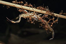 Green Tree Ant (Oecophylla smaragdina) group attacking scorpion, Cambodia