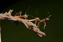 Ant-mimicking Jumping Spider (Myrmarachne sp) on left, mimicking Green Tree Ant (Oecophylla smaragdina) to avoid predators, Cambodia