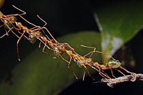 Green Tree Ant (Oecophylla smaragdina) group linking up in a chain to create a bridge to another tree branch, Daintree, Queensland, Australia