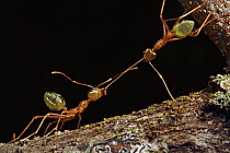 Green Tree Ant (Oecophylla smaragdina) pair from two different colonies fighting over territory, Daintree, Queensland, Australia