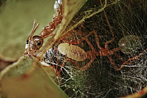 Green Tree Ant (Oecophylla smaragdina) holding silk-producing larva in its jaws and weaving the larva's silk to bind leaves for the colony's treetop nest, Daintree, Queensland, Australia