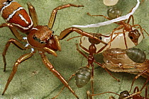 Jumping Spider (Cosmophasis bitaeniata) has infiltrated Green Tree Ant (Oecophylla smaragdina) nest to prey on larvae using chemical mimicry, Daintree, Queensland, Australia