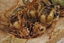 Green Tree Ant (Oecophylla smaragdina) worker and three queens to form new colony, Australia
