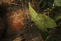 Green Tree Ant (Oecophylla smaragdina) group with rock art in the background, Kakadu National Park, Northern Territory, Australia