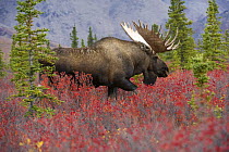 Moose (Alces alces) bull in fall colored tundra, North America