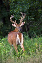 White-tailed Deer (Odocoileus virginianus) buck, North America