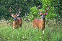 White-tailed Deer (Odocoileus virginianus) bucks, North America