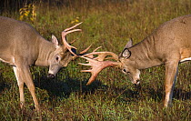White-tailed Deer (Odocoileus virginianus) bucks sparring, North America