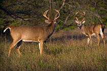 White-tailed Deer (Odocoileus virginianus) bucks facing off, North America