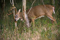 White-tailed Deer (Odocoileus virginianus) buck rubbing tree trunk to mark territory, North America