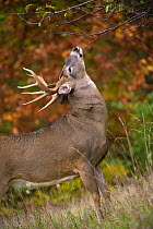 White-tailed Deer (Odocoileus virginianus) buck branch licking to mark territory, North America