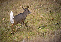 White-tailed Deer (Odocoileus virginianus) buck in defensive posture with tail raised, North America