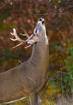 White-tailed Deer (Odocoileus virginianus) buck branch licking to mark territory, North America