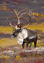 Caribou (Rangifer tarandus) bull in tundra, North America