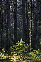 Canadian Hemlock (Tsuga canadensis) grove with sapling, Kejimkujik National Park, Nova Scotia, Canada