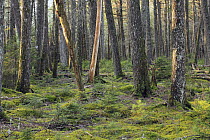 Canadian Hemlock (Tsuga canadensis) grove, Kejimkujik National Park, Nova Scotia, Canada